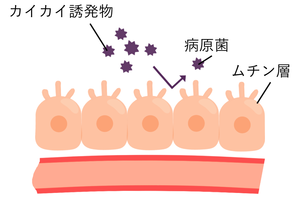 ムチン層によって守られている