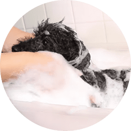 洗浄シャンプー