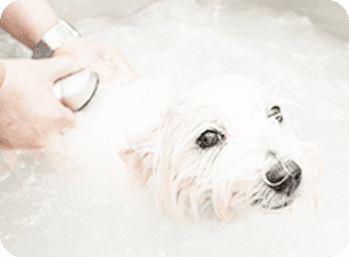 傷ついた腸を回復